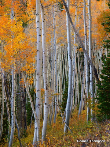 Utah Fall 2 PA046052